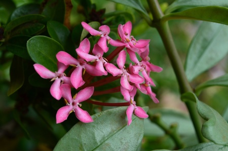pink flowers with bg leaves shot with a d5100の写真素材