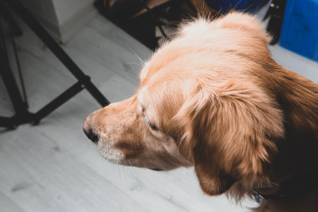 Very cute and sweet dog, golden retrieverの写真素材