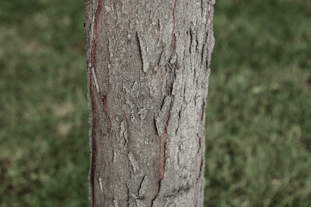Embossed texture of the brown bark of a tree