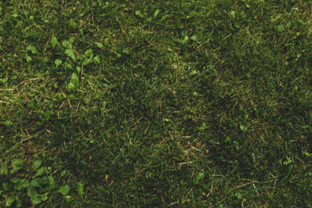 Green artificial grass natural backgroundの写真素材