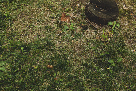 Green artificial grass natural background