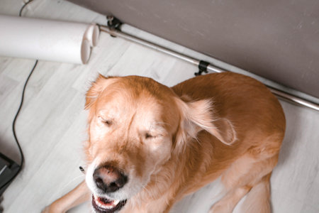 Very cute and sweet dog, golden retrieverの写真素材