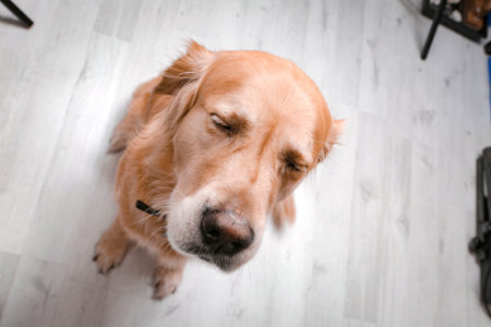 Very cute and sweet dog, golden retrieverの写真素材