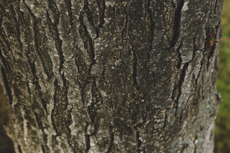 Embossed texture of the brown bark of a tree