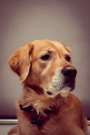 Very cute and sweet dog, golden retrieverの写真素材