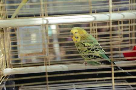 colored bird in the cage