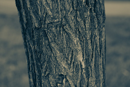 Pine tree trunk. A natural background.