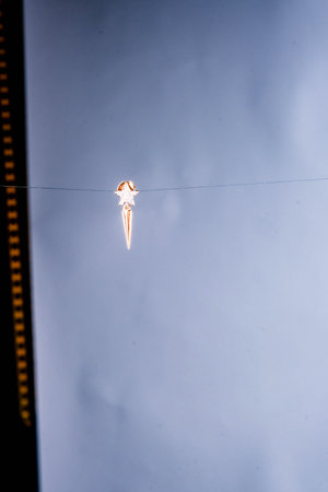 stylish jewelry like silver, gold, diamonds, precious stones.の写真素材