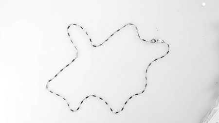 Glimmering Jewelry for Every Styleの写真素材