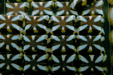 a lot of variety chocolate pralinesの写真素材