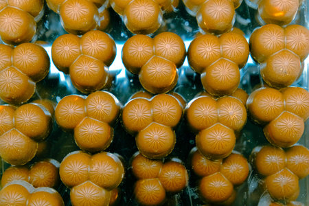 a lot of variety chocolate pralines