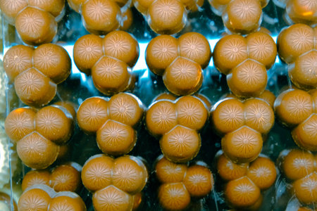 a lot of variety chocolate pralinesの写真素材