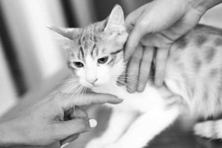 sick cat waiting for the vetの写真素材