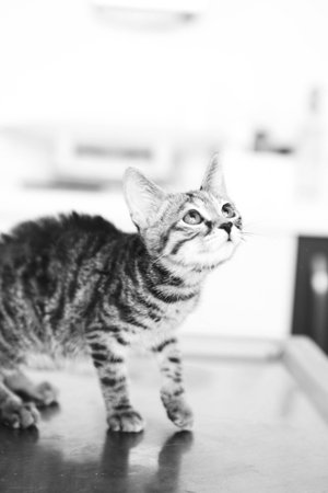 cute cat