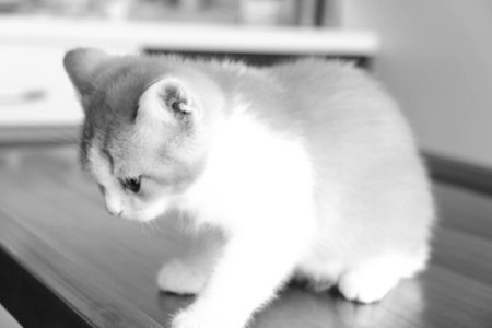 sick cat waiting for the vetの写真素材