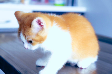 cute catの写真素材