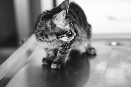sick cat waiting for the vet