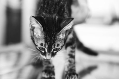 sick cat waiting for the vet