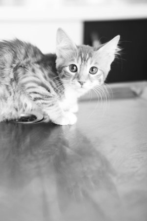 cute catの写真素材