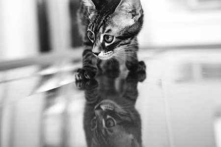 cute cat
