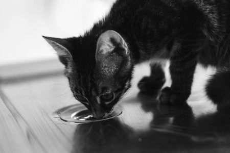 cute sick cat waiting for the vetの写真素材