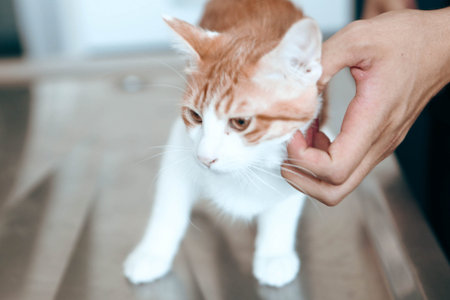 cute sick cat waiting for the vet