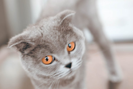 cute cat