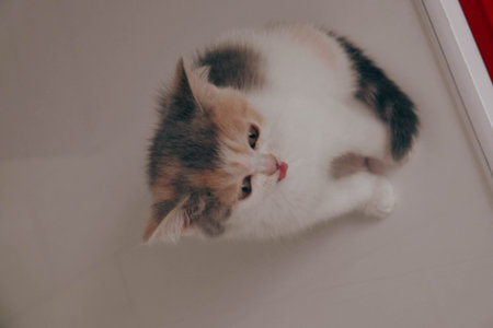 cute catの写真素材