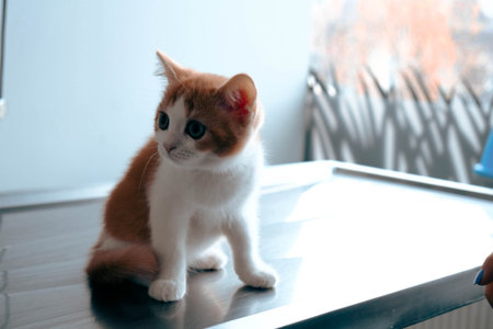 cute cat waiting for the vetの写真素材