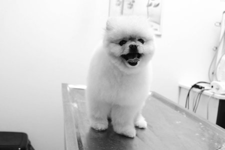 cute dog waiting for the vet