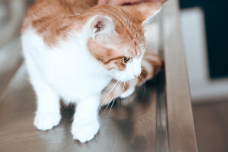 sick cat waiting for the vetの写真素材