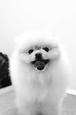 cute dogの写真素材