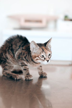 cute catの写真素材