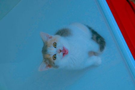 cute cat