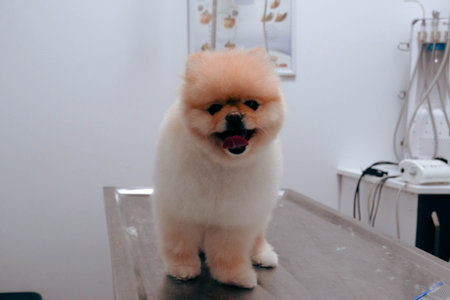 cute dog waiting for the vet