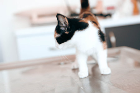 cute catの写真素材