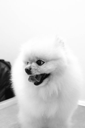 cute dog waiting for the vetの写真素材