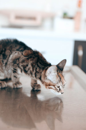 cute catの写真素材