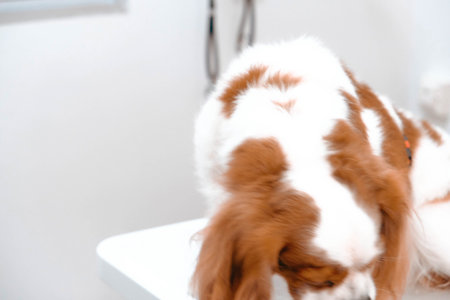 cute sick dog waiting for the vetの写真素材