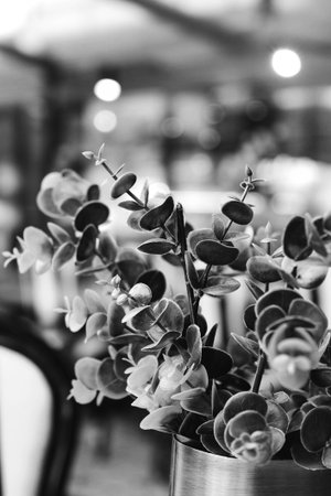 Black and white photo of flowers.の写真素材