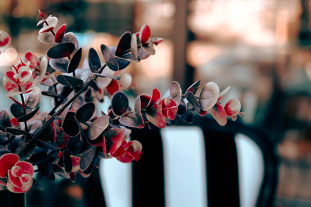 Close up of red and black eucalyptus branches.の写真素材