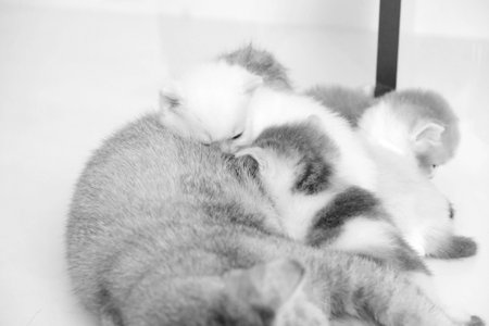 cute cat