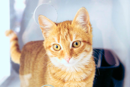 cute cat