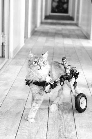 cute catの写真素材