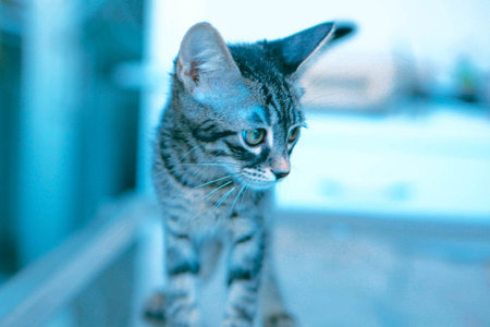 cute sick cat waiting for the vet