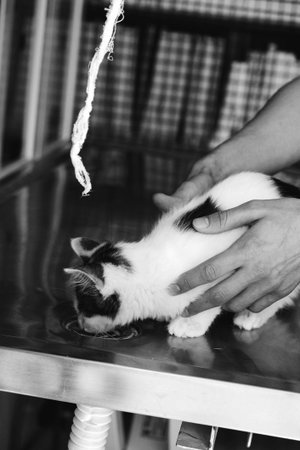 sick catの写真素材