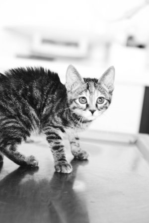 sick cat waiting for the vetの写真素材