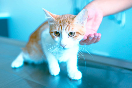 sick cat waiting for the vetの写真素材