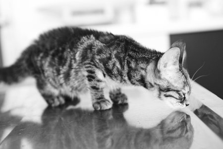 cute catの写真素材