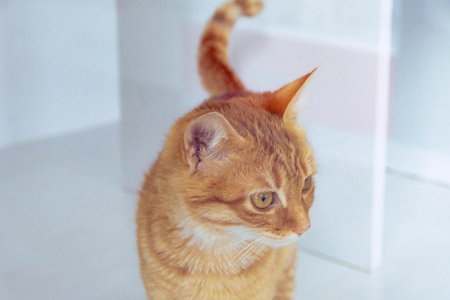 cute catの写真素材